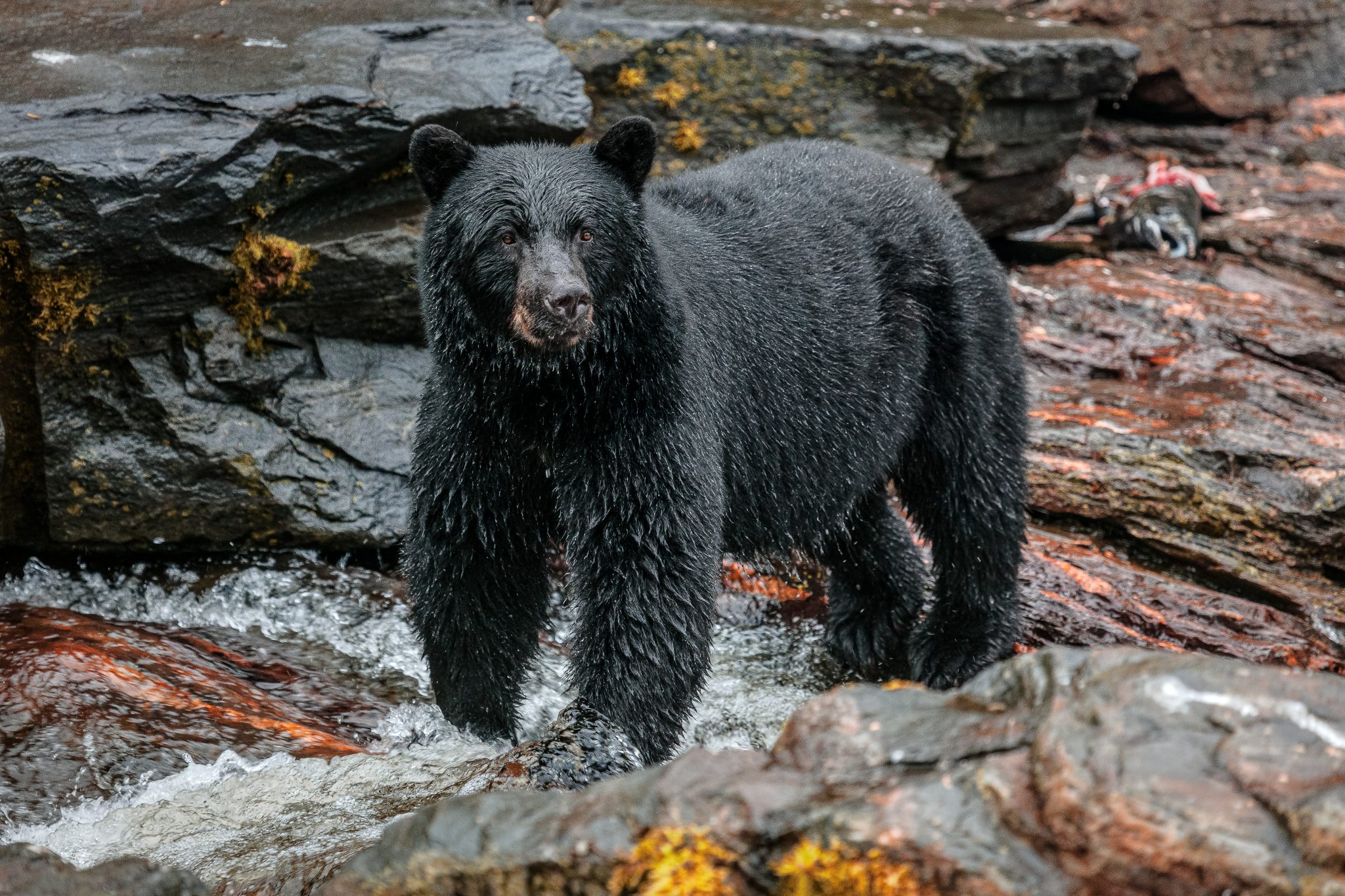 Howl for Wildlife is active in the fight to save bear hunting.