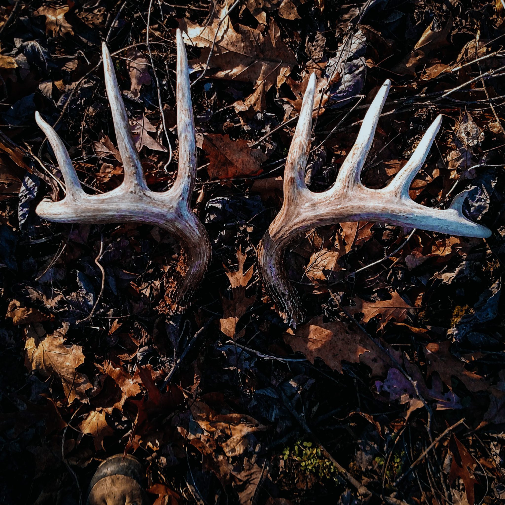 shed hunting tips