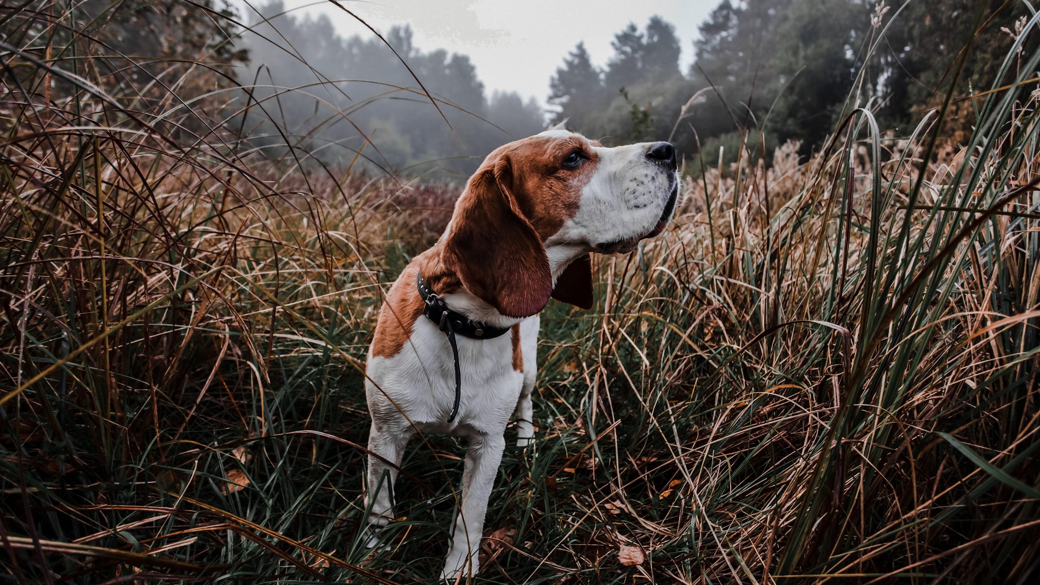 beagle hunting dog