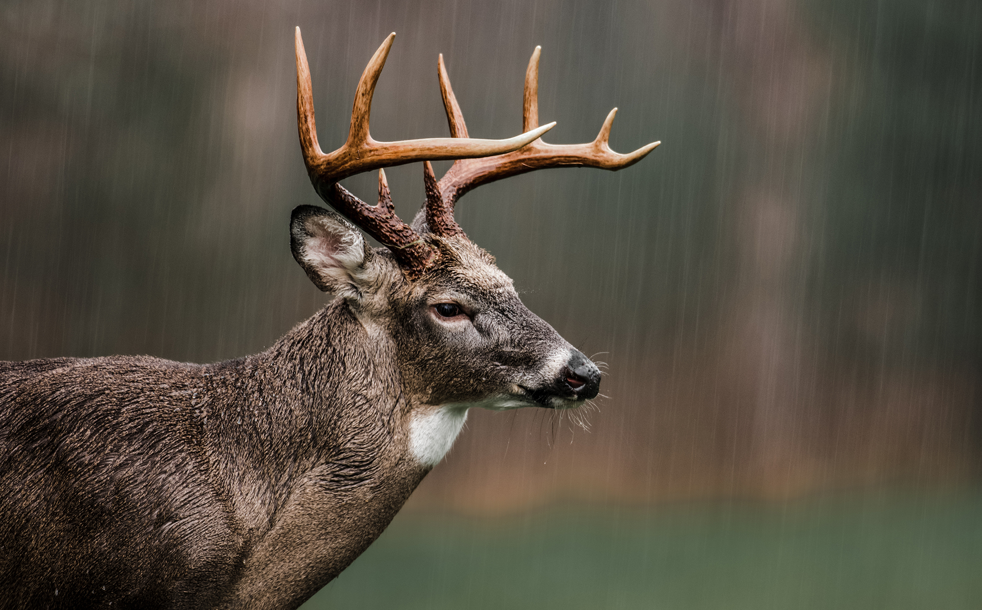 deer hunting in the rain