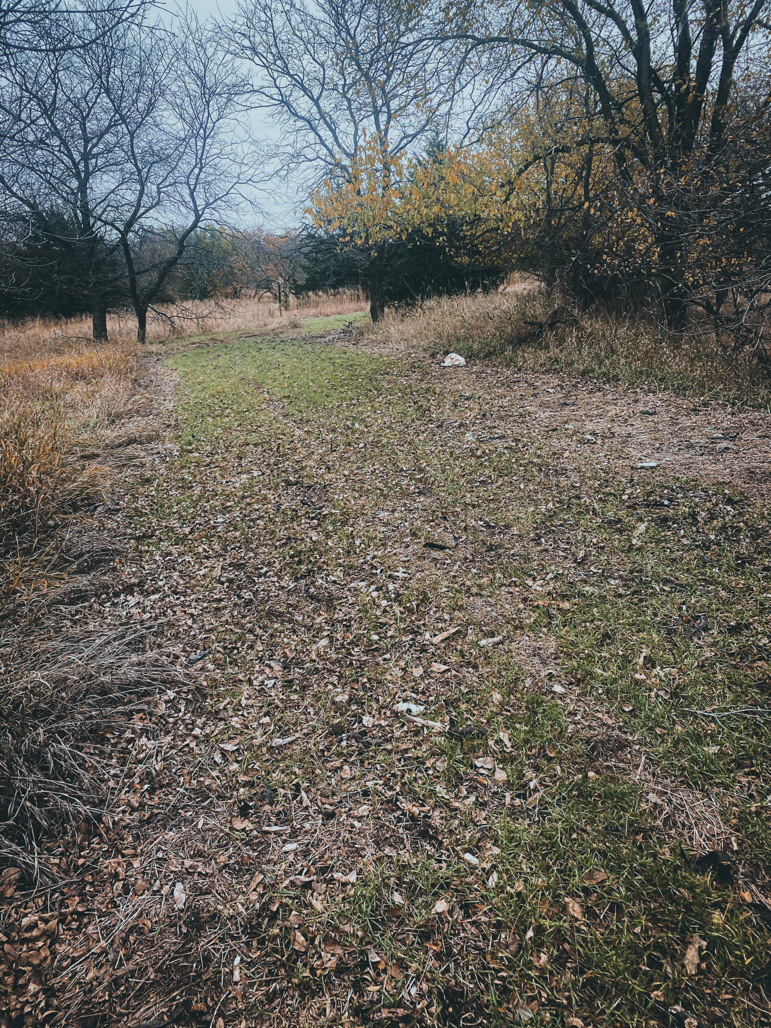 whitetail property