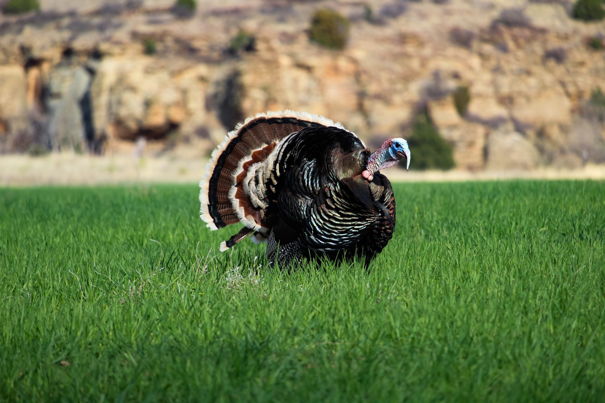 merriam turkey