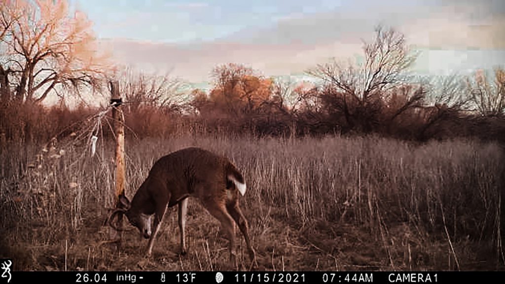 whitetail property