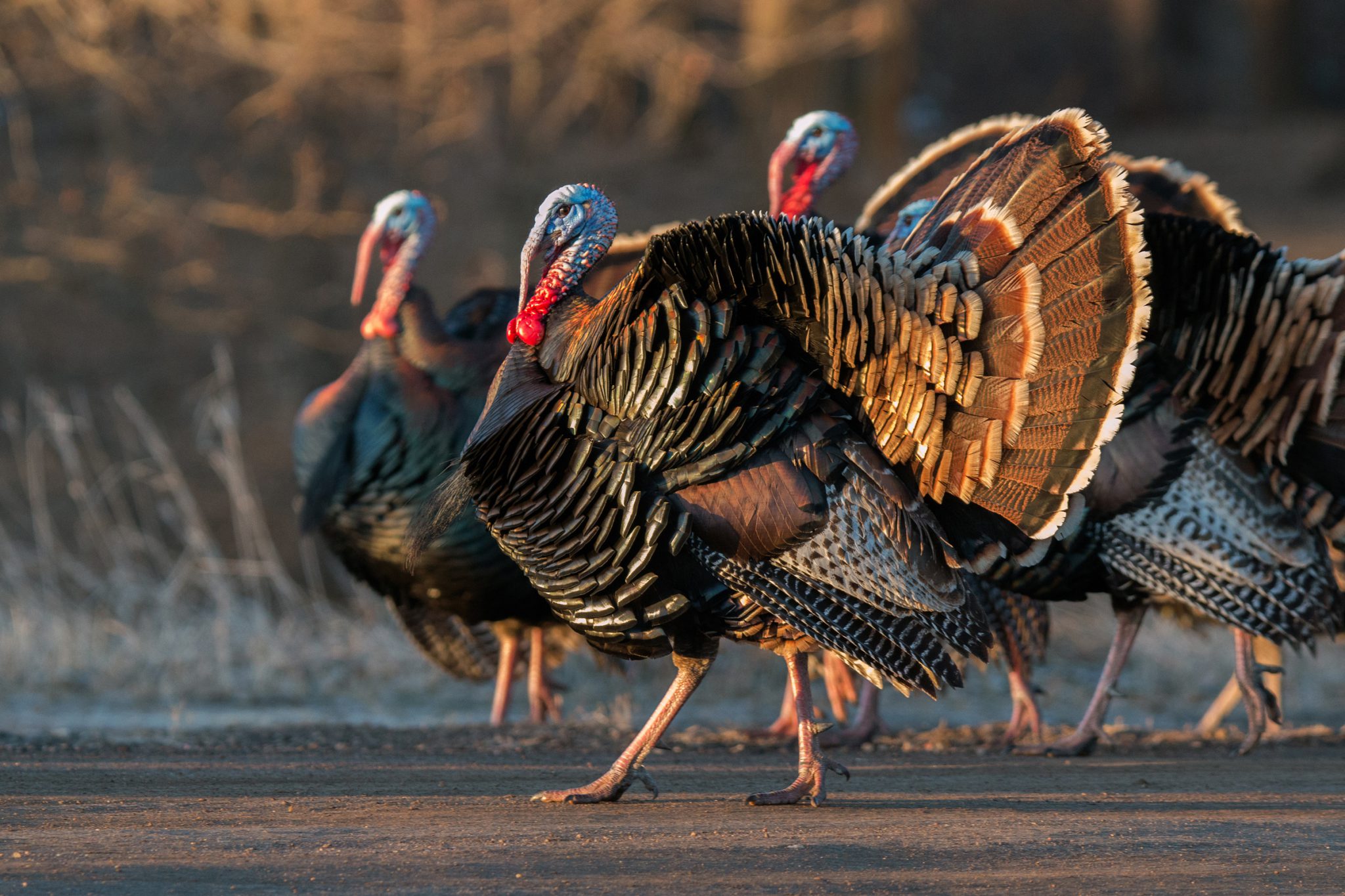 spring gobbler hunting