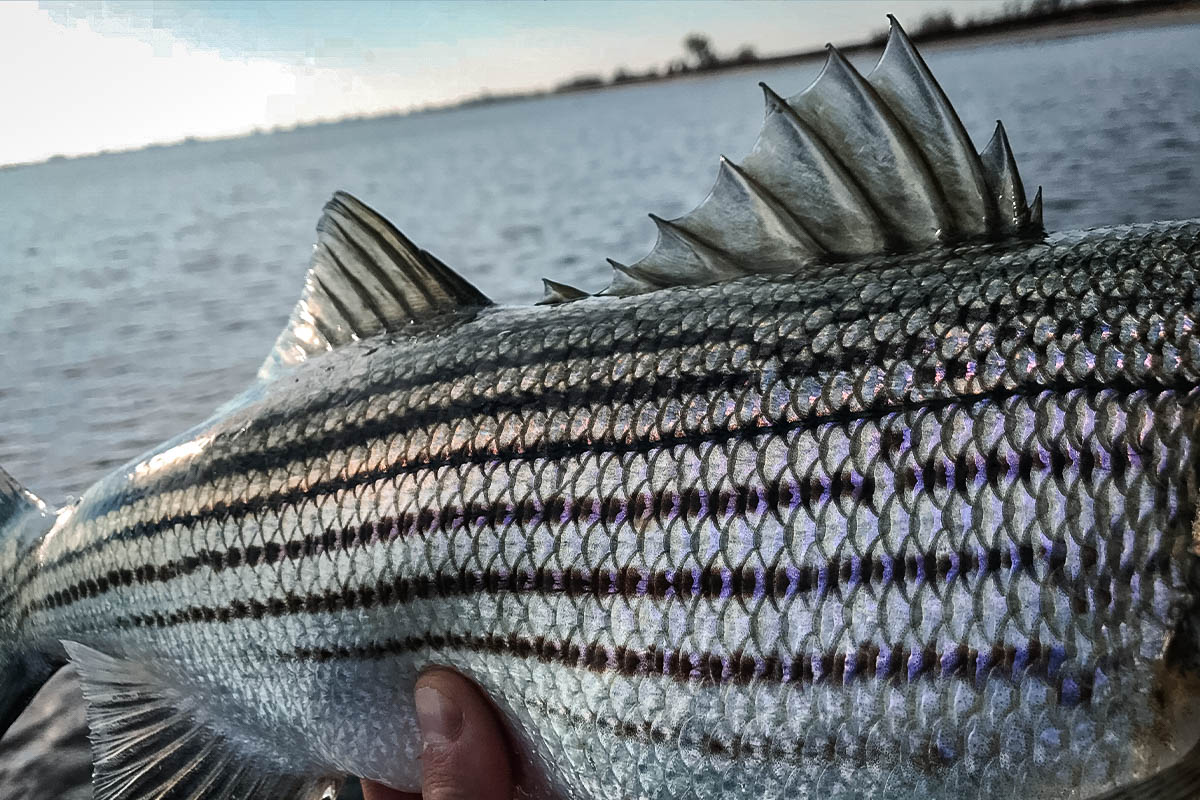 striped bass close up
