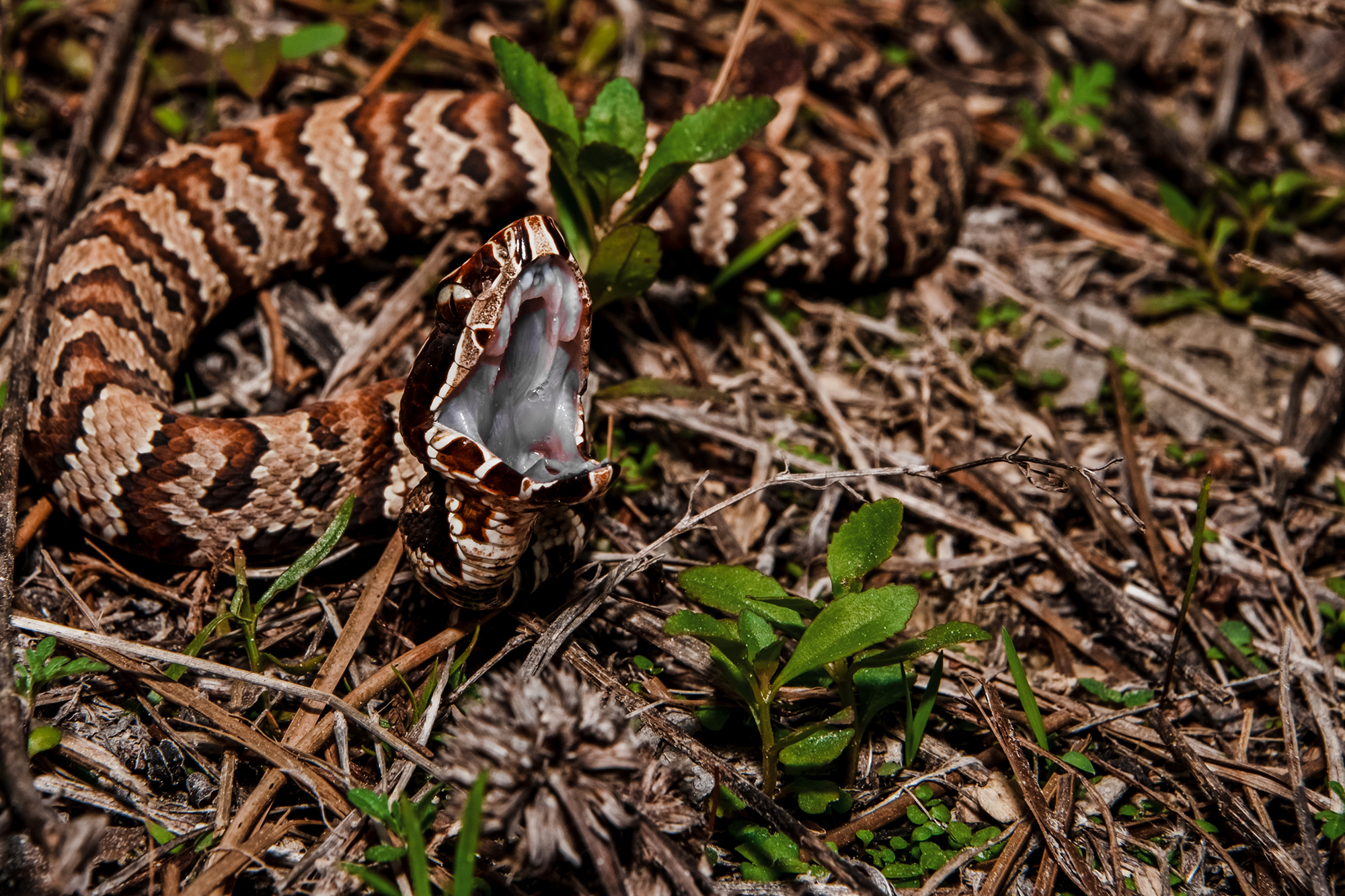 how to survive a snakebite