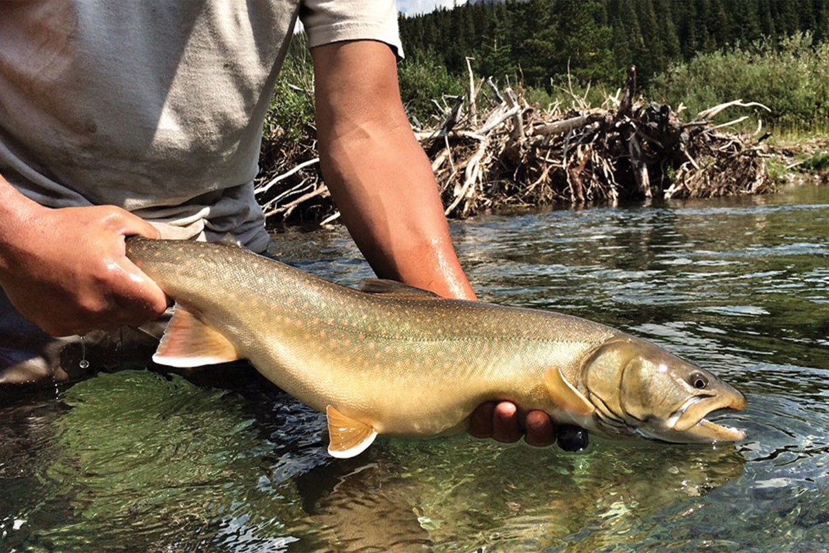 healthy adult bull trout