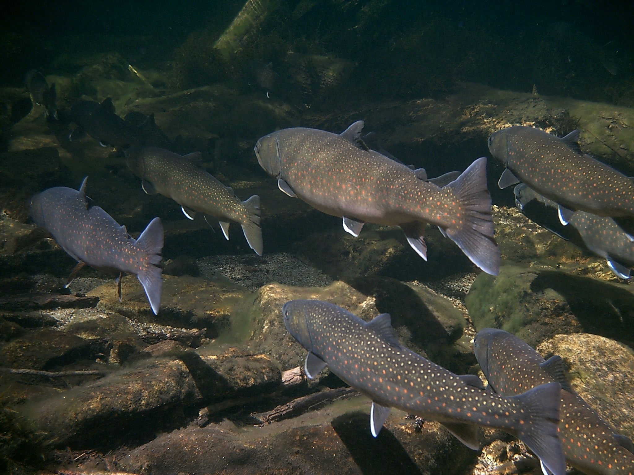 trout in deep water