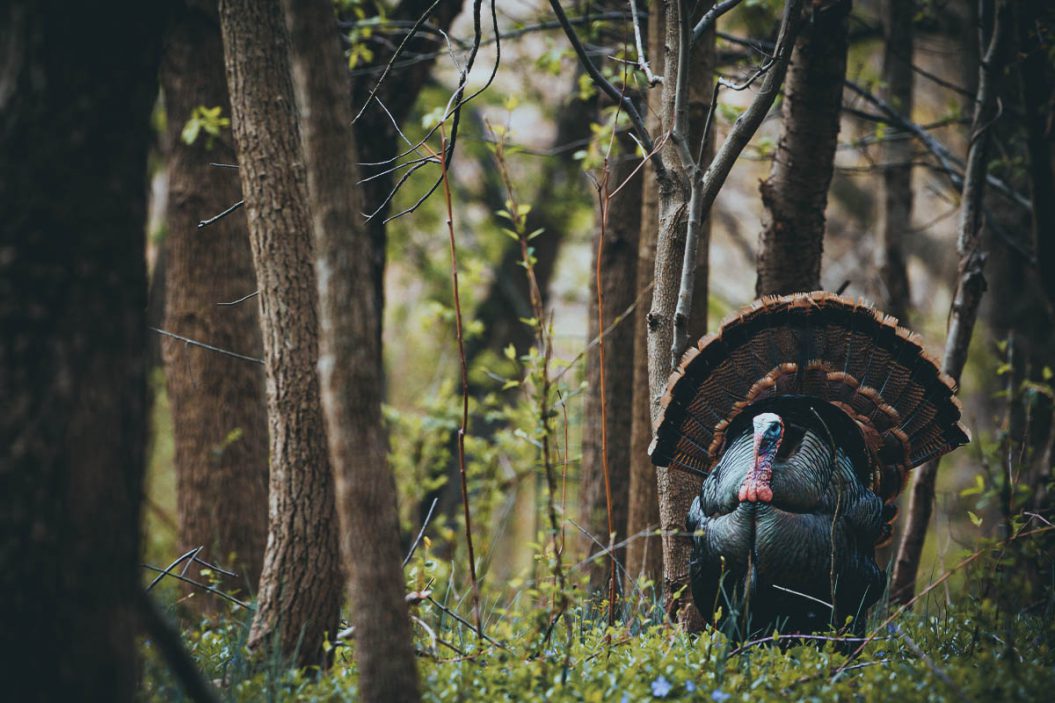 turkey loads tom in the woods