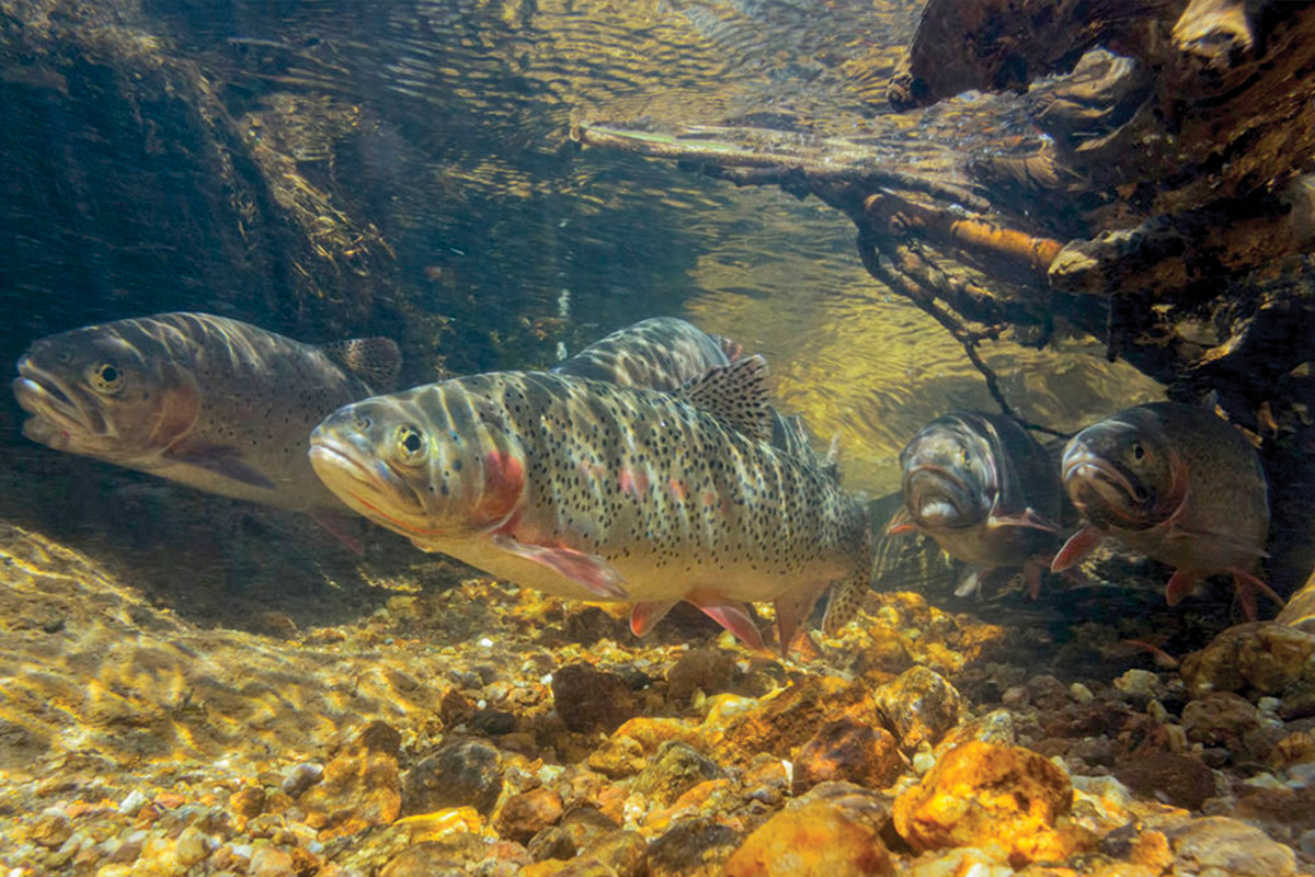 cutthroat trout