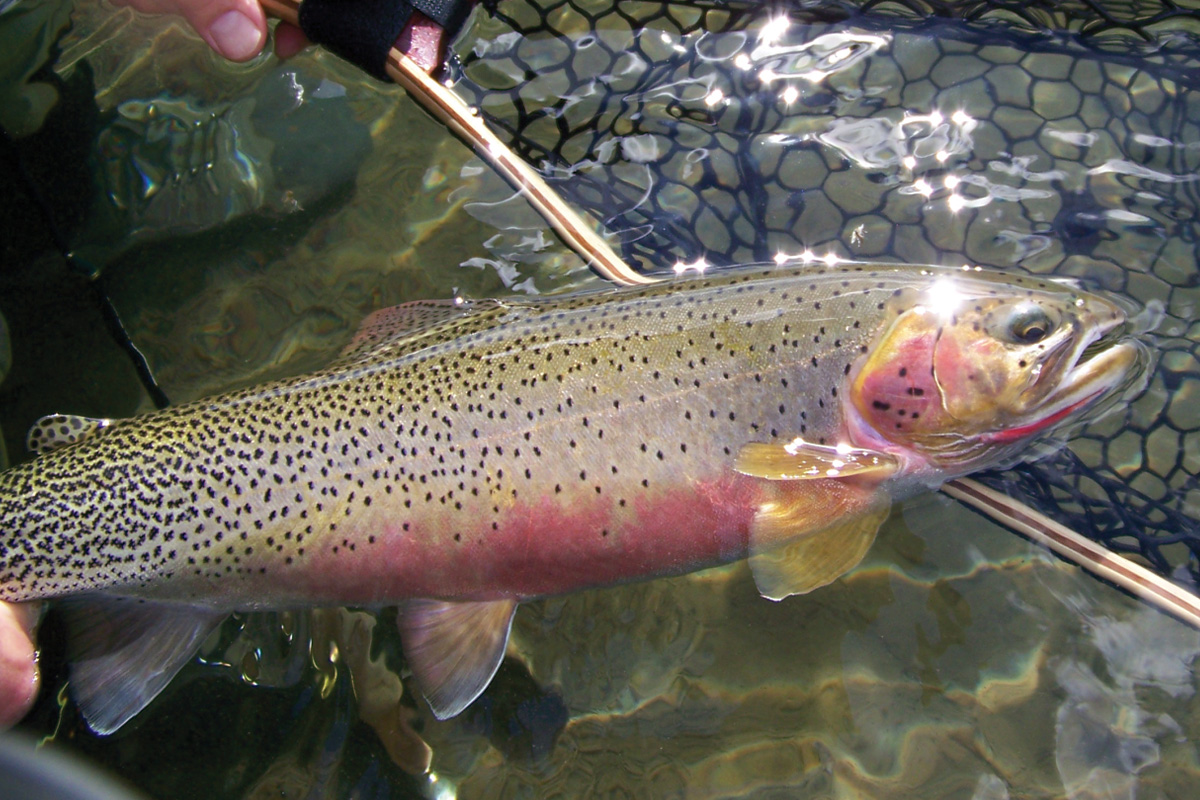 cutthroat trout