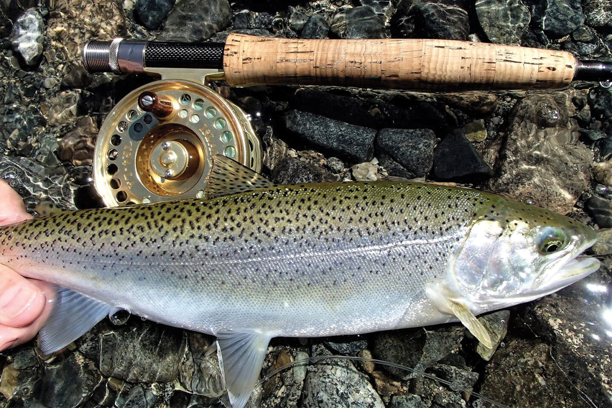 coastal cutthroat