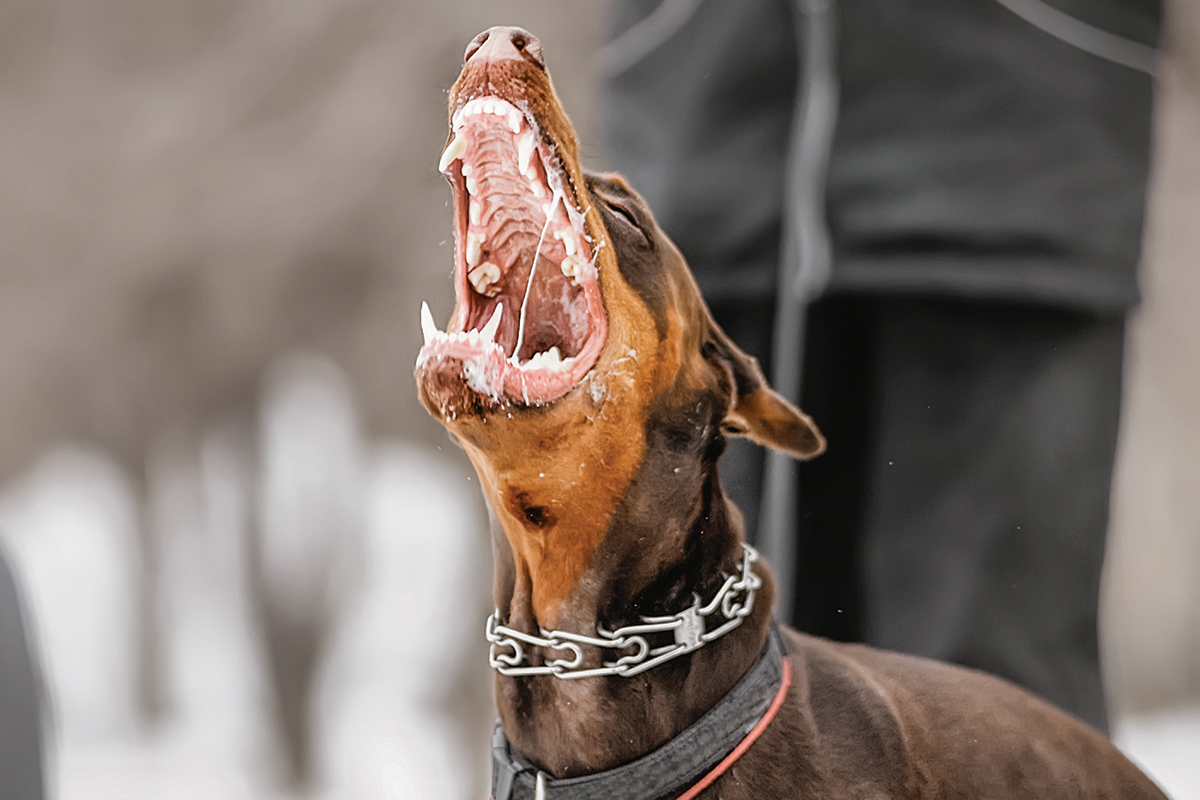 doberman barking