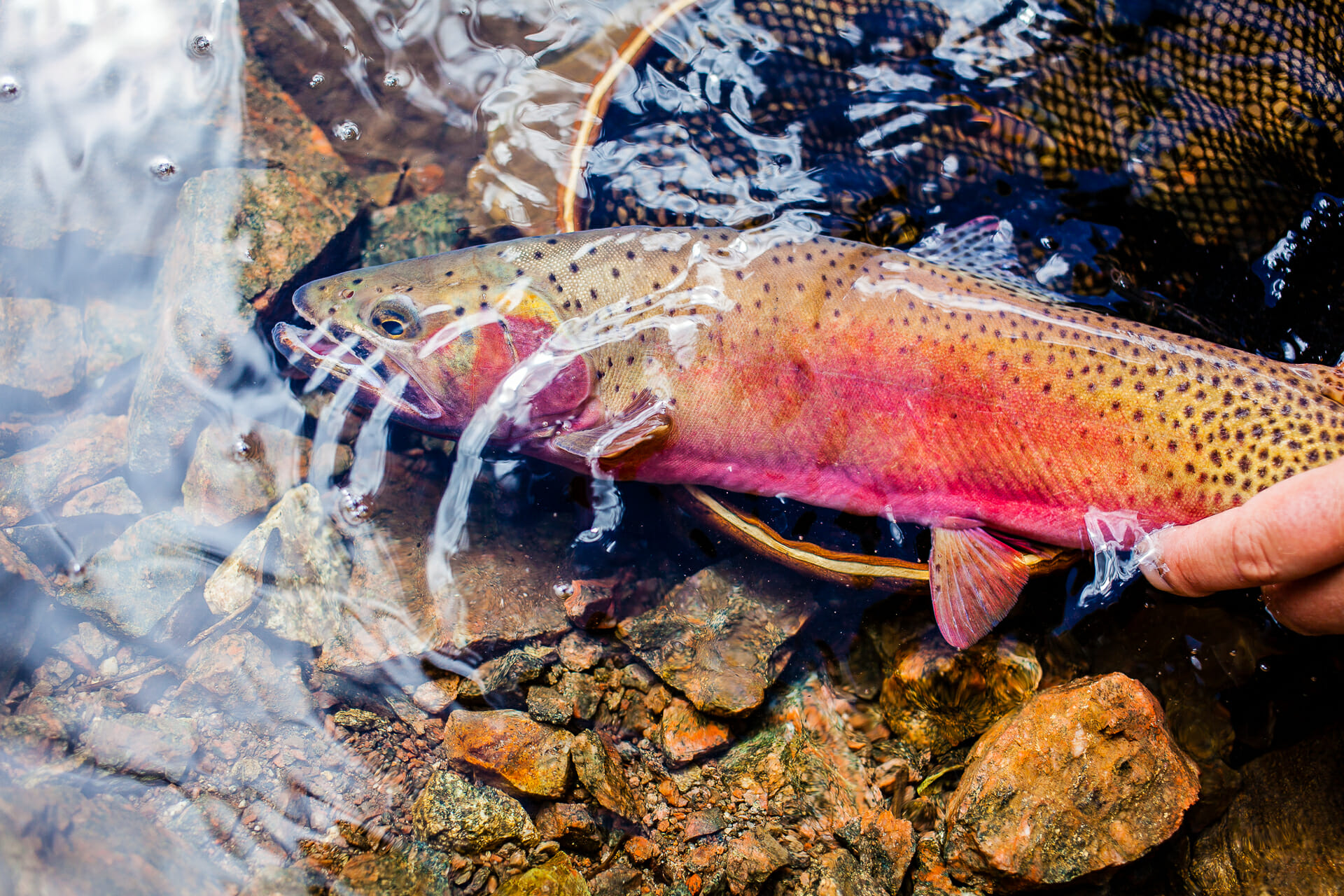 rio grande cutthroat trout