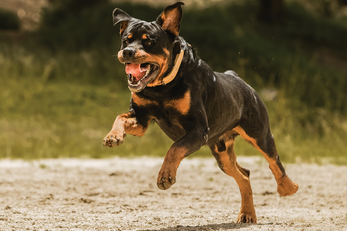 rottweiler running