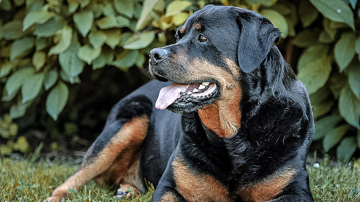 protective dog breeds