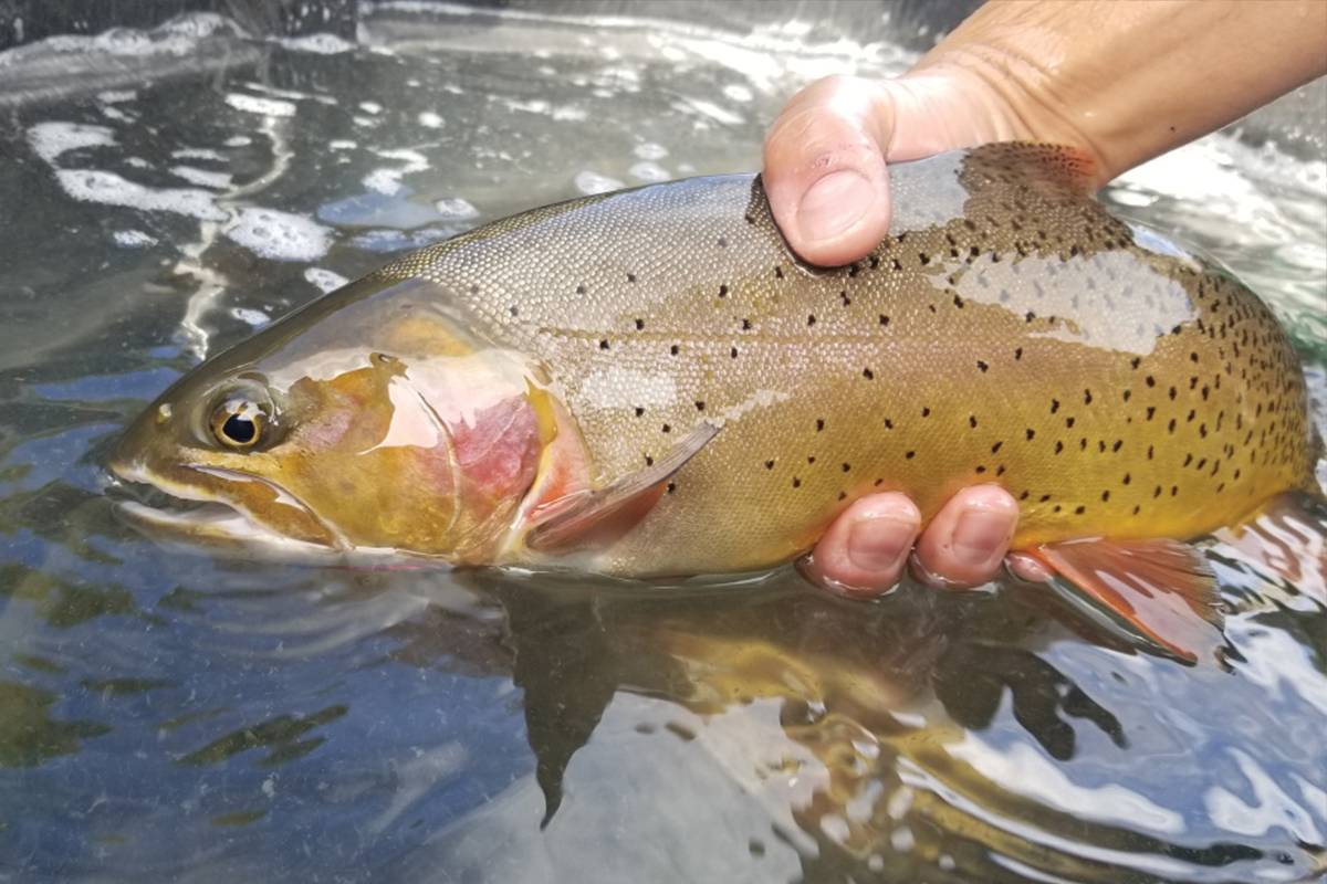 yellowstone cutthroat trout