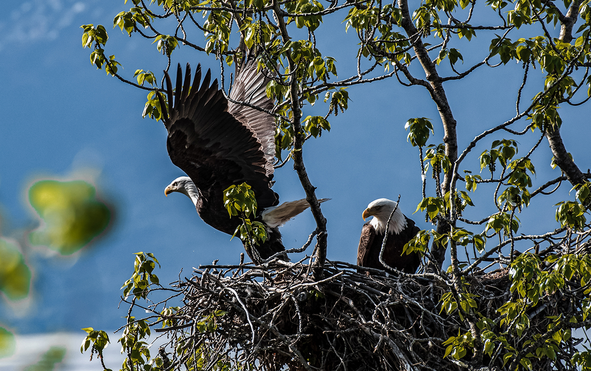 bald eagle