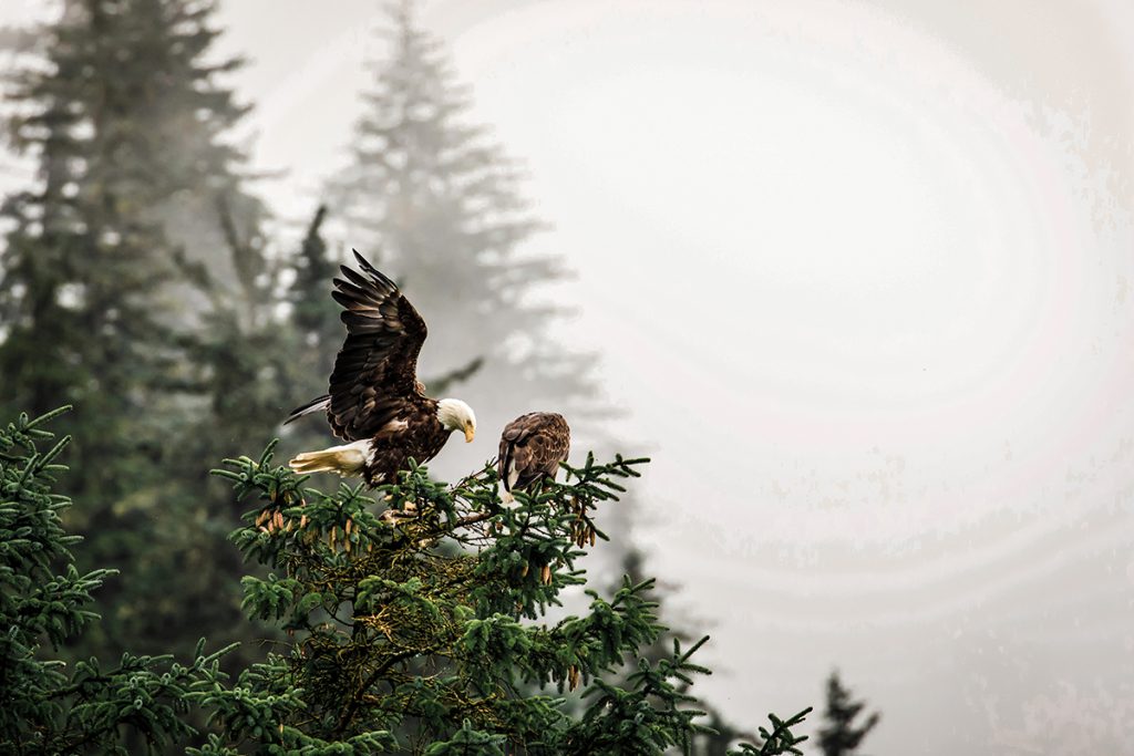 bald eagle