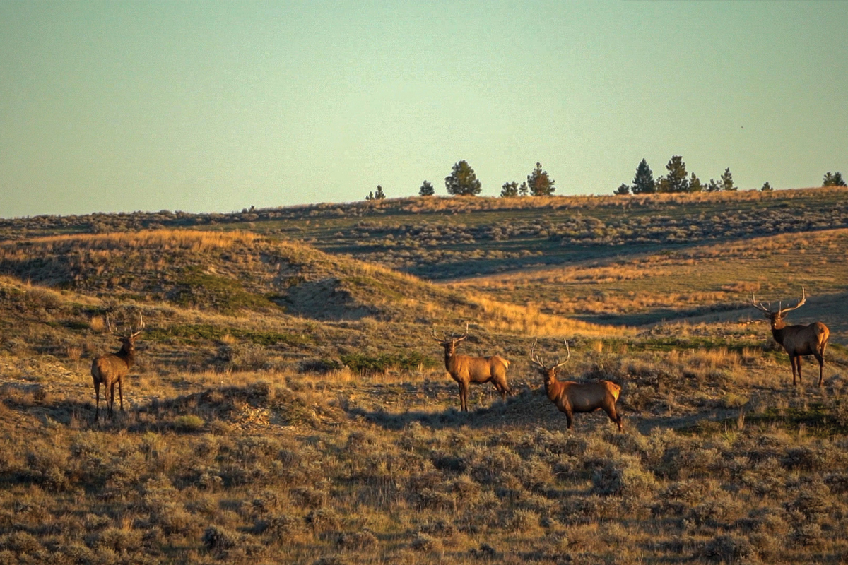 oconnor ranch elk