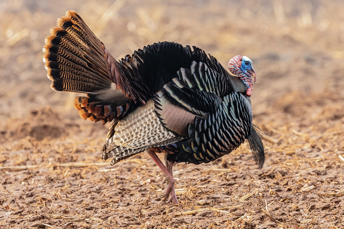 tennessee turkey season