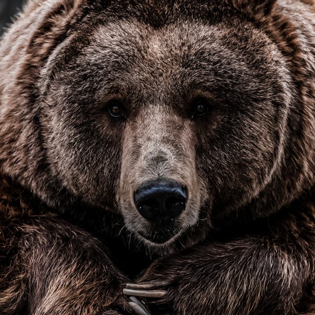 Why Hunters Pattern Their Shotguns DialingIn Your Turkey Killer