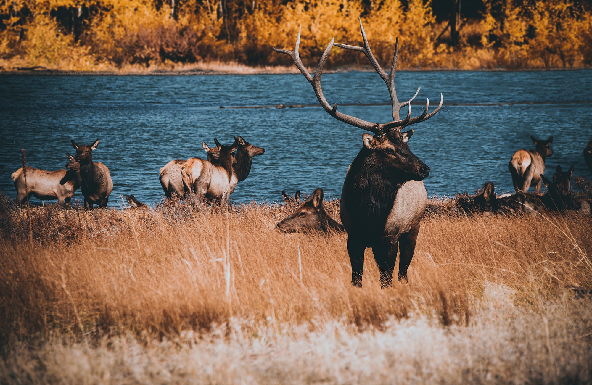 elk