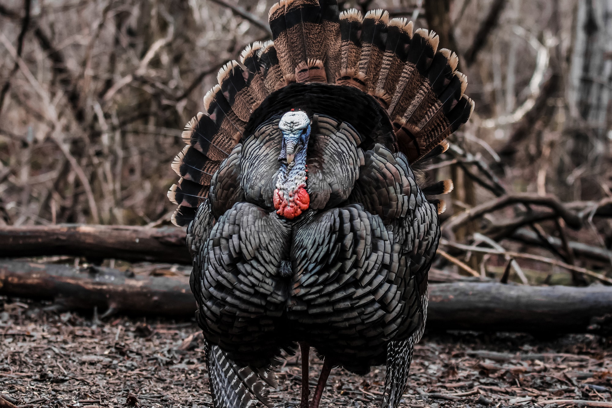 wild turkey