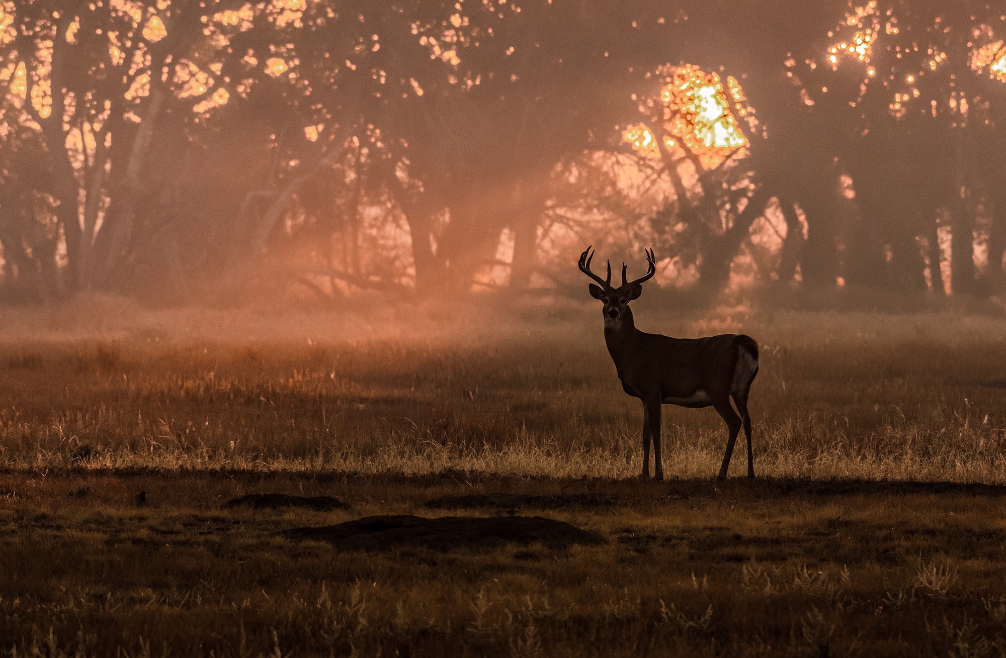 whitetail deer