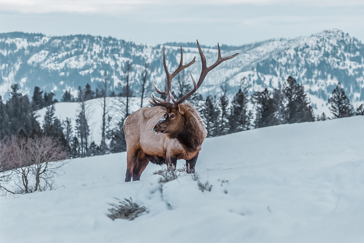 Elk in the Snow
