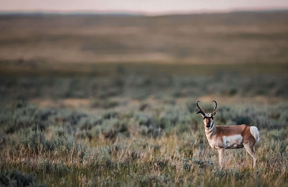 pronghorn antelope hunt