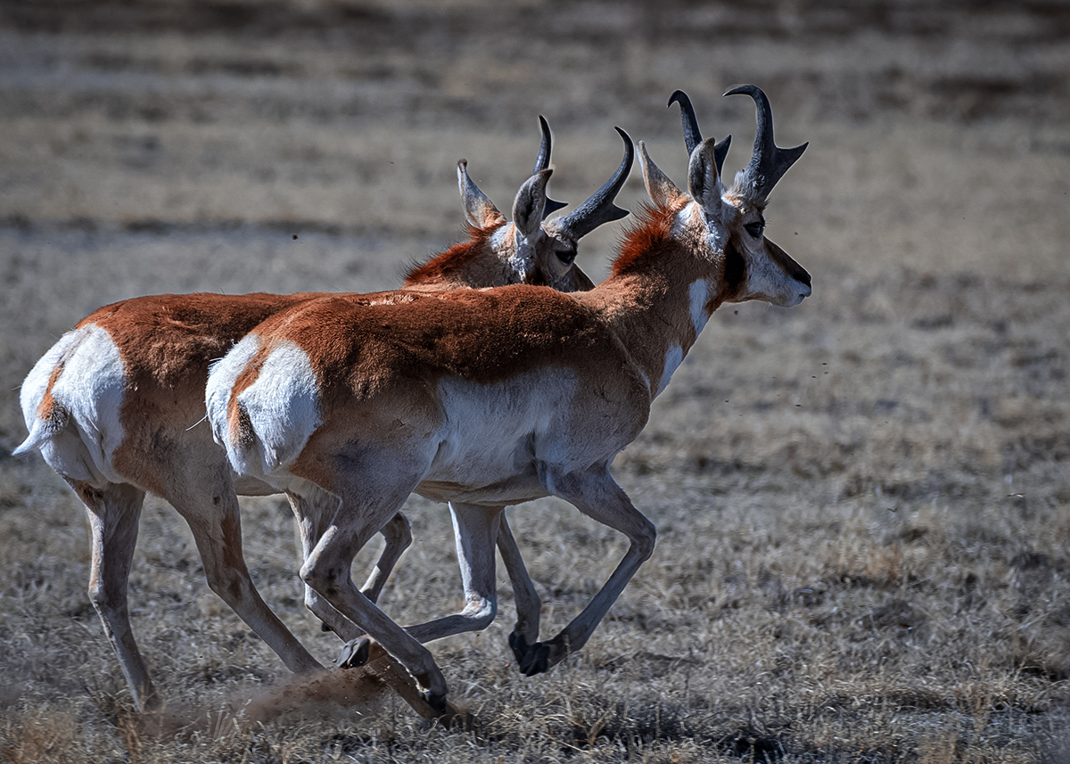 pronghorn antelope hunt